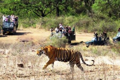 Jaipur Ranthambore Same Day Tour (Ask us on Email before booking) - Inside Ranthambore National Park: How the 4-Hour Safari Window Works