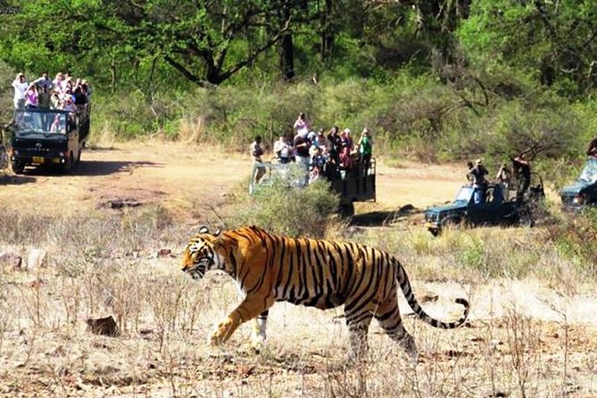 Jaipur Ranthambore Same Day Tour (Ask us on Email before booking) - Inside Ranthambore National Park: How the 4-Hour Safari Window Works