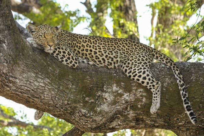 Jaipur to Jhalana Leopard reserve Private Day Trip All Inclusive - The core experience: a private gypsy safari session