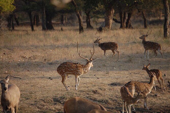 Jaipur to Ranthambore National Park Private One Day Trip - Getting Into the Park: Identification and Your Assigned Gypsy