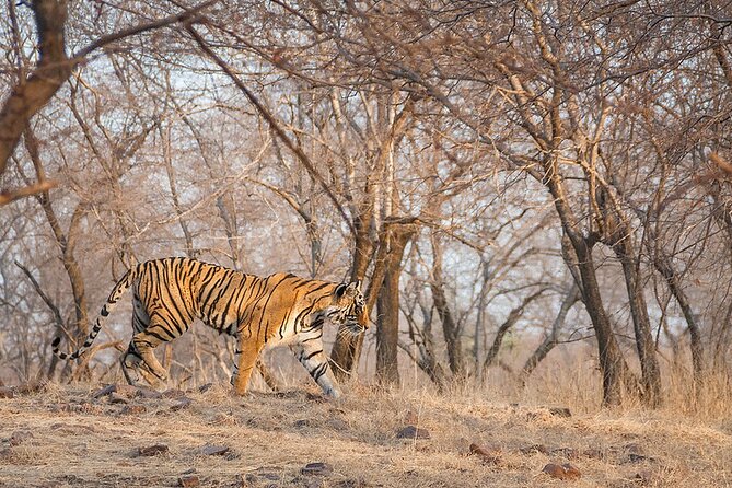 Jaipur to Ranthambore National Park Private One Day Trip - Why a Naturalist Guide Matters in Tiger Country