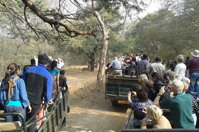 Jaipur to Ranthambore National Park Private One Day Trip - The Open-Vehicle Jungle Safari: What You’ll Likely See
