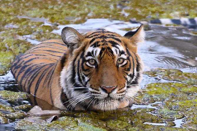 Jaipur to Ranthambore Same Day Tiger Safari - Key highlights before you go