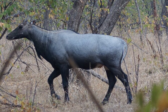 Jaipur to Ranthambore Same Day Tiger Safari - The timetable: Jaipur to Sawai Madhopur in one long push
