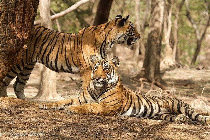 Jaipur to Ranthambore Same Day Tiger Safari - Wildlife spotting in Ranthambore: what you can realistically watch for