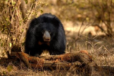 Jaipur to Ranthambore Same Day Tiger Safari - Canter safari vs jeep safari: what changes (and what doesn’t)