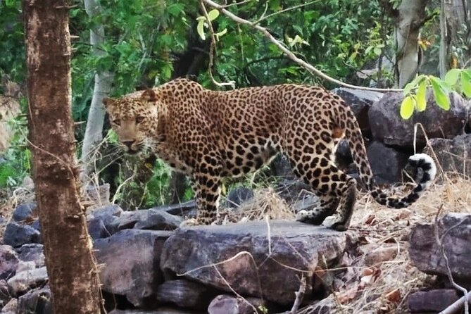 Jaipur to Ranthambore Same Day Tiger Safari - The naturalist effect: Rahuf and Ash bring the park to life