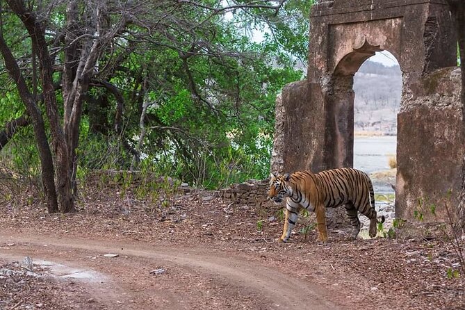 Jaipur to Ranthambore Same Day Tiger Safari - Safari zones and random allocation: why you should stop worrying