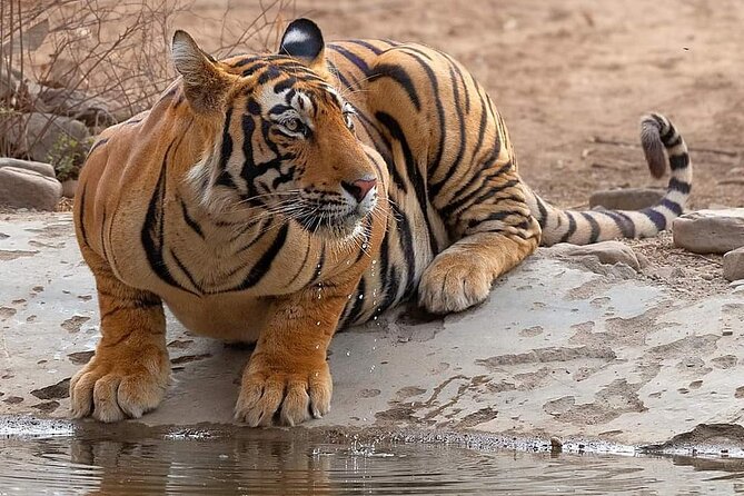Jaipur to Ranthambore Same Day Tiger Safari - Money and value: is $110 per person a good deal?