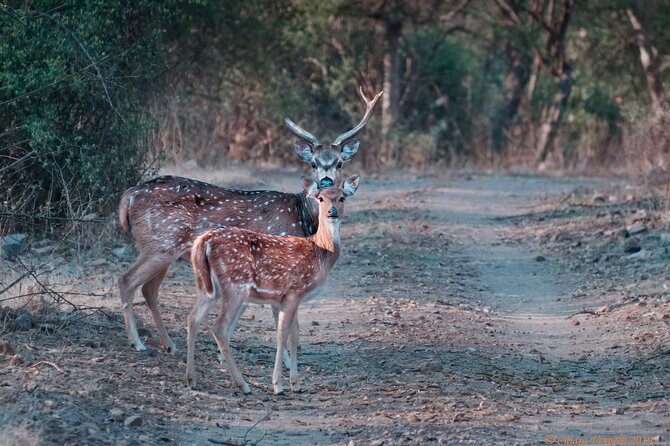 Jaipur to Ranthambore Same Day Tiger Safari - What to pack for a long wildlife day