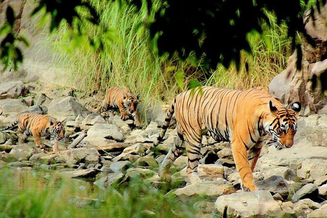 Jaipur to Ranthambore Same Day Tiger Safari - Who this tour fits best (and who should consider alternatives)