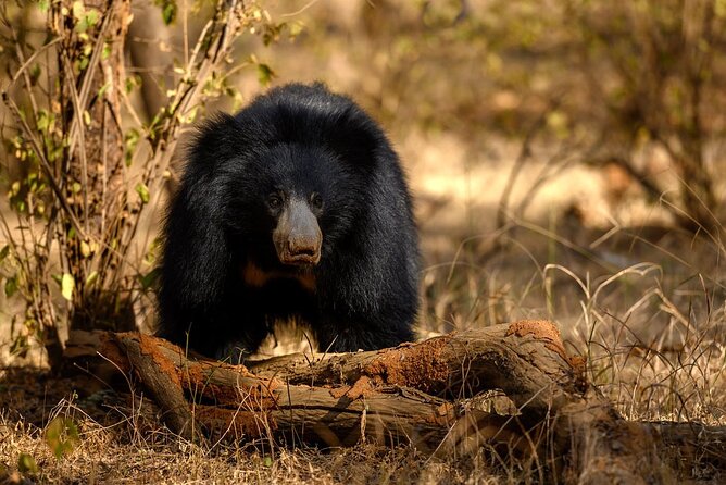 Jaipur to Ranthambore Same Day Tiger Safari - Canter safari vs jeep safari: what changes (and what doesn’t)