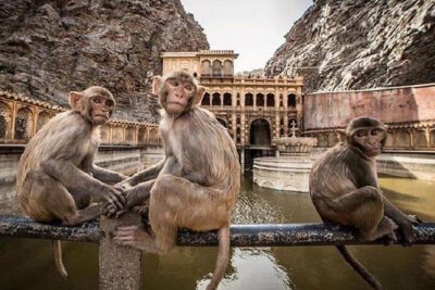 Jaipur Tour By Car & Guide - Private Full Day Sightseeing with Tickets - Jantar Mantar in one hour: science that still looks dramatic