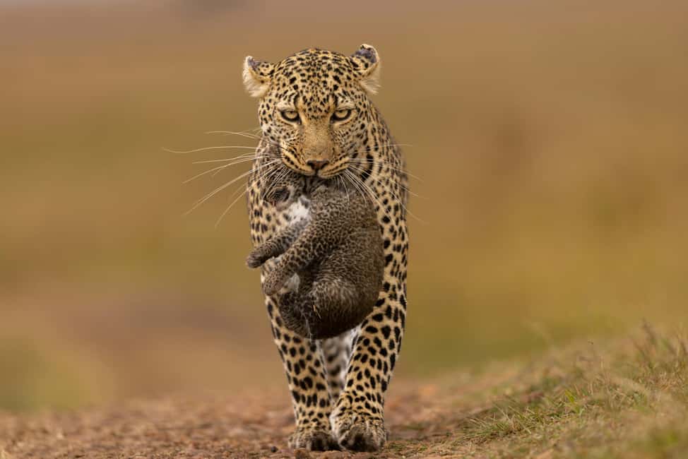 Jhalana Leopard Safari Jaipur – Sunrise & Sunset Jeep Safari - Sunrise vs sunset: when timing boosts your odds