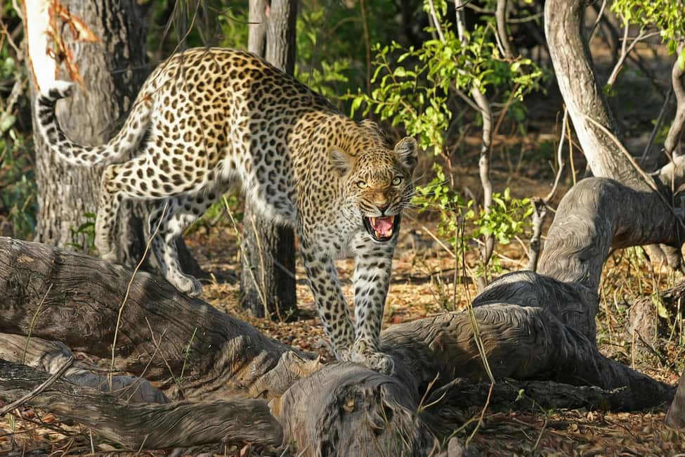 Jhalana Leopard Safari Jaipur – Sunrise & Sunset Jeep Safari - How the 3-hour loop plays out inside Jhalana