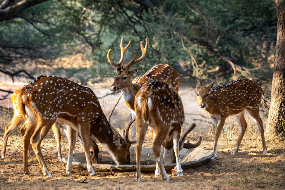 Jhalana Leopard Safari Jaipur – Sunrise & Sunset Jeep Safari - Should you book the Jhalana sunrise or sunset jeep safari?