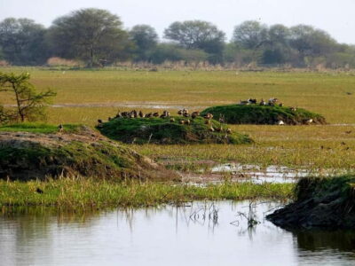Keoladeo National Park Tickets and Guided Tour - Your guide, your rickshaw: what you’ll likely see