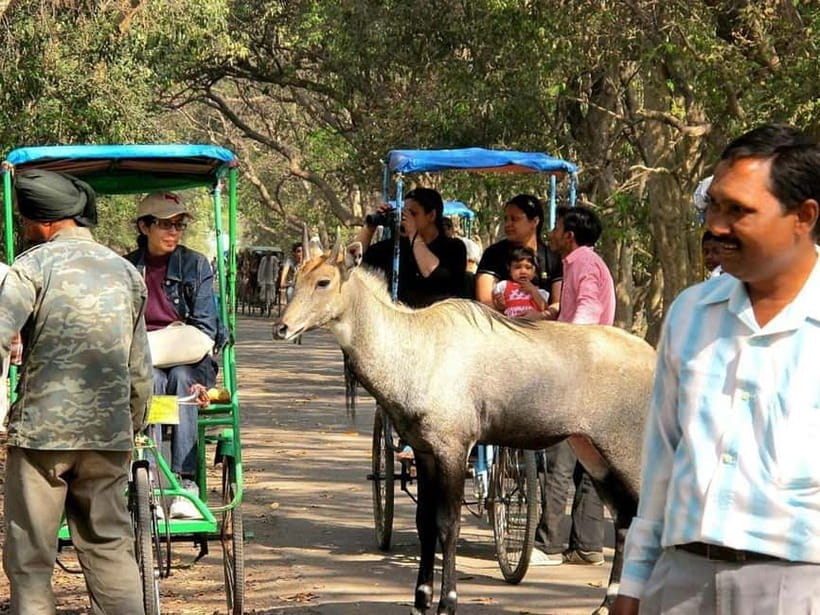 Keoladeo National Park Tickets and Guided Tour - Price and value: what $43 gets you in real terms