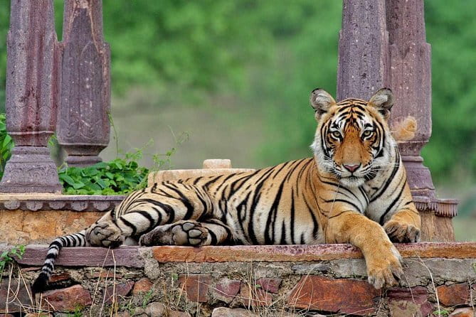 Night Safari in Jaipur on an Open Jeep - Statue Circle, Raj Mandir Cinema, and the Pink City pass-through