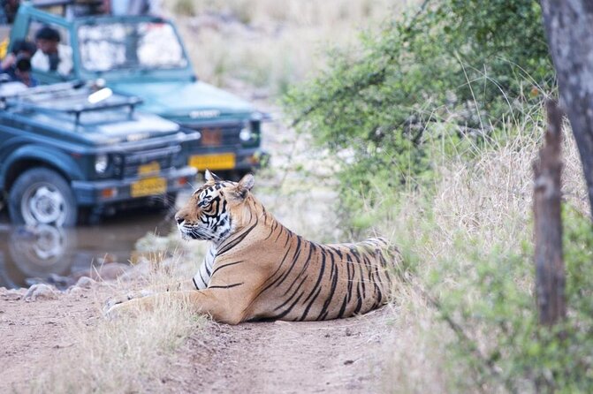 Private 2-Day Tour to Ranthambhore Tiger Safari from Jaipur - Key things to know before you go