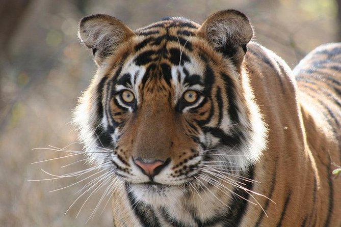 Private 2-Day Tour to Ranthambhore Tiger Safari from Jaipur - Jaipur to Ranthambhore: what your 8am start really buys you
