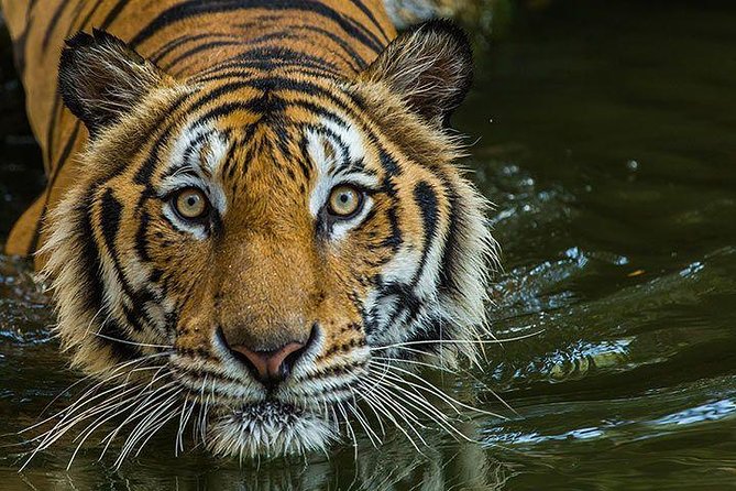 Private 2-Day Tour to Ranthambhore Tiger Safari from Jaipur - Shared jeep/canter: comfort, viewpoints, and how it affects your odds
