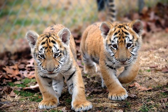 Private 2-Day Tour to Ranthambhore Tiger Safari from Jaipur - Hotel, meals, and the timing that keeps you sane