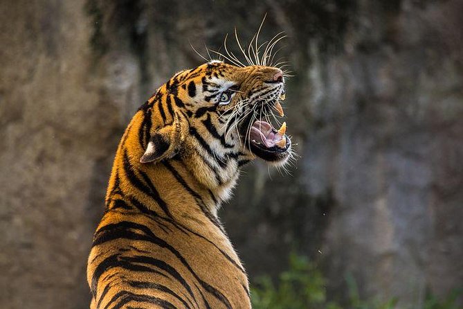 Private 2-Day Tour to Ranthambhore Tiger Safari from Jaipur - Day 2 morning: the second safari that makes the whole trip make sense