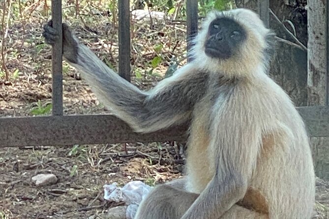 Private Day Trip to Abhaneri Stepwell & Monkey Temple from Jaipur - Stop 2: Galtaji Monkey Temple (Galtaji) and the ring of temples