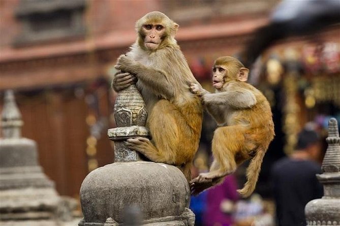 Private Day Trip to Abhaneri Stepwell & Monkey Temple from Jaipur - Price and logistics: what the $30 is really buying you