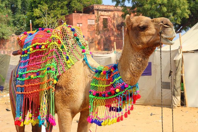 Private Day Trip to Holy City of Pushkar from Jaipur - Key Things to Know Before You Go