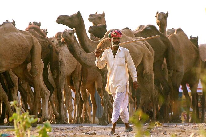 Private Day Trip to Pushkar From Jaipur - Price and value: what $27.55 per person gets you