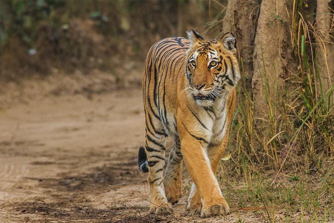 Private Tour to Sariska Tiger National Park by Car from Jaipur - Key Points That Make This Trip Work