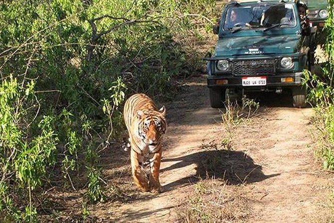 Private Tour to Sariska Tiger National Park by Car from Jaipur - A/C Private Car Day Trip From Jaipur: The Real Schedule