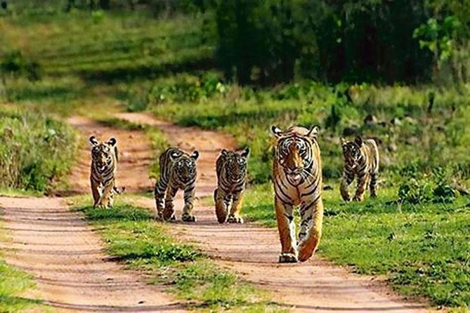 Private Tour to Sariska Tiger National Park by Car from Jaipur - Entrance Gate Timing: Lunch Breaks and Ticket Queue Pressure