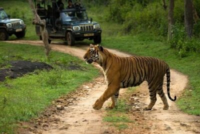 Private Tour to Sariska Tiger National Park by Car from Jaipur - Getting Picked Up in Jaipur (and Why the “5 km rule” matters)