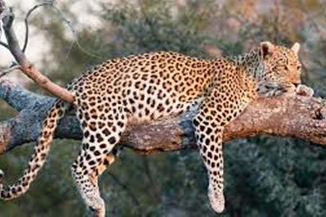 Private Tour to Sariska Tiger National Park by Car from Jaipur - Monsoon Reality: Safari Closure From 1 July to 30 September