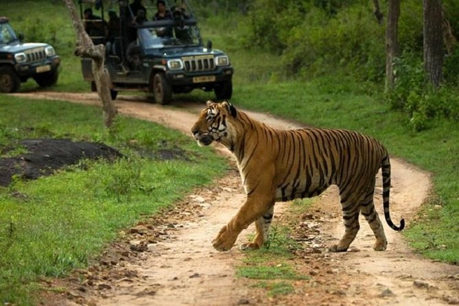Private Tour to Sariska Tiger National Park by Car from Jaipur - Getting Picked Up in Jaipur (and Why the “5 km rule” matters)
