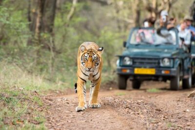Ranthambore Tiger Safari Day trip from Jaipur - All Inclusive - The Jaipur-to-Ranthambore Drive: Comfort and Timing You Can Plan Around