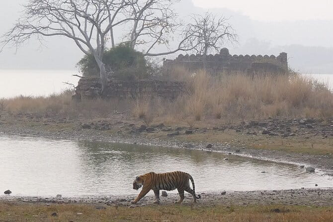 Ranthambore Tiger Safari Private Same Day Trip from Jaipur - The Sawai Madhopur handoff: representative meet-up and prep time