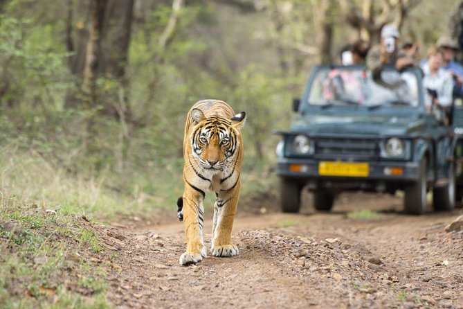 Ranthambore Wildlife Safari Tour From Jaipur Including Transfers - Transfers That Feel Practical (Not Just Included)
