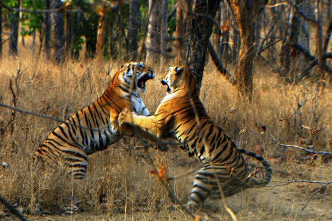 Ranthambore Wildlife Safari Tour From Jaipur Including Transfers - Into Ranthambore National Park: Fort Views and Temple Landmarks