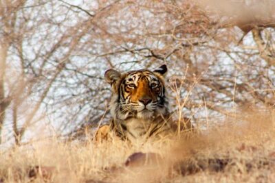 Ranthambore Wildlife Safari Tour From Jaipur Including Transfers - Packing and Comfort Tips That Actually Help