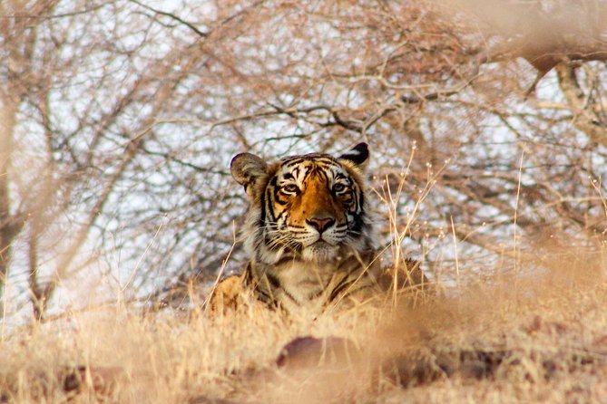 Ranthambore Wildlife Safari Tour From Jaipur Including Transfers - Packing and Comfort Tips That Actually Help