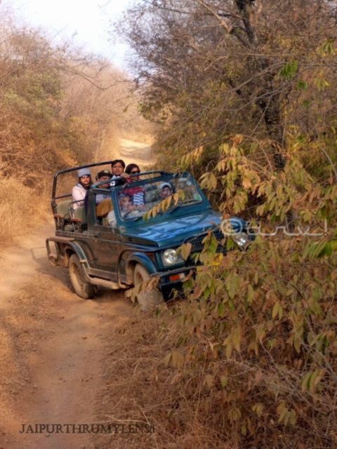 Ranthambore WildLife (tiger safari)Full Day Tour From Jaipur - Key points before you go