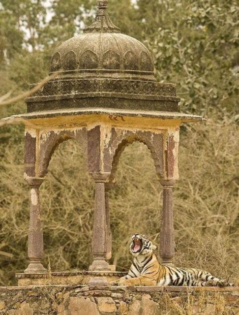 Ranthambore WildLife (tiger safari)Full Day Tour From Jaipur - Your Safari Ride: Jeep vs Canter and How to Think About Sightings