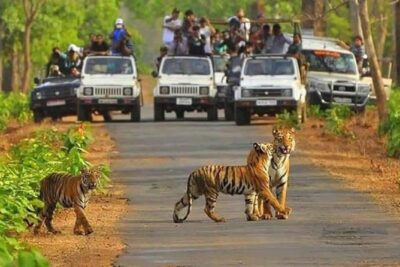 Sariska Tiger Reserve Safari tour from Jaipur - Price and what you really get for about $51